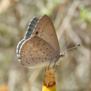 Erina hyacinthina at Hackett, ACT - 23 Dec 2018 02:14 PM