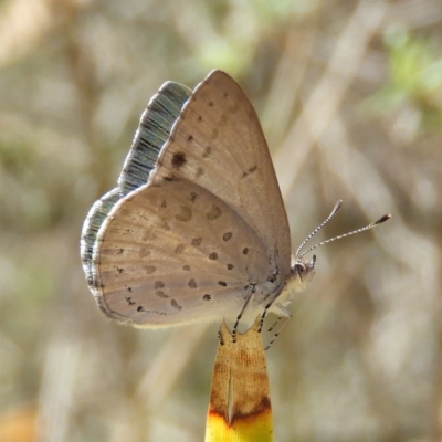 Erina hyacinthina (Varied Dusky-blue) at Hackett, ACT - 23 Dec 2018 by MatthewFrawley