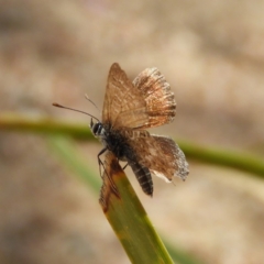 Neolucia agricola (Fringed Heath-blue) at Point 4999 - 23 Dec 2018 by MatthewFrawley