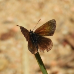 Neolucia agricola at Point 4999 - 23 Dec 2018