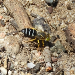 Bembix sp. (genus) (Unidentified Bembix sand wasp) at Hackett, ACT - 23 Dec 2018 by MatthewFrawley