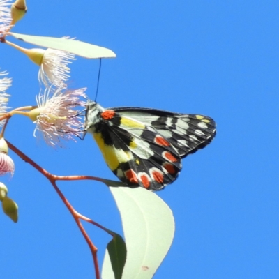 Delias aganippe (Spotted Jezebel) at Point 4999 - 23 Dec 2018 by MatthewFrawley