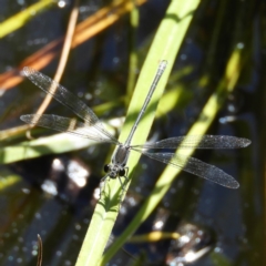 Austroargiolestes icteromelas at Acton, ACT - 23 Dec 2018 03:21 PM