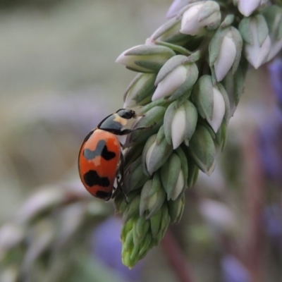 Coccinella transversalis (Transverse Ladybird) at Tuggeranong DC, ACT - 1 Nov 2018 by MichaelBedingfield