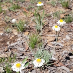 Leucochrysum albicans subsp. tricolor (Hoary Sunray) at Majura, ACT - 24 Dec 2018 by leith7