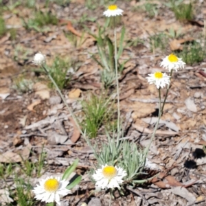 Leucochrysum albicans subsp. tricolor at Majura, ACT - 24 Dec 2018 10:38 AM