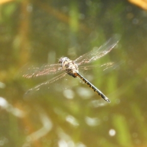 Hemicordulia australiae at Acton, ACT - 23 Dec 2018