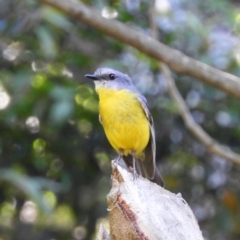 Eopsaltria australis (Eastern Yellow Robin) at Acton, ACT - 23 Dec 2018 by MatthewFrawley