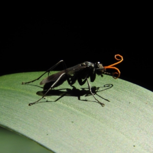 Pompilidae (family) at Acton, ACT - 23 Dec 2018