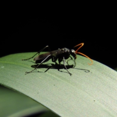 Pompilidae (family) at Acton, ACT - 23 Dec 2018 03:31 PM