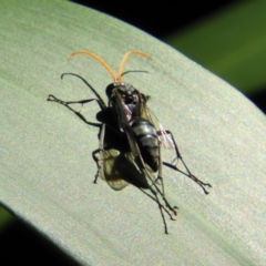 Pompilidae (family) at Acton, ACT - 23 Dec 2018 03:31 PM