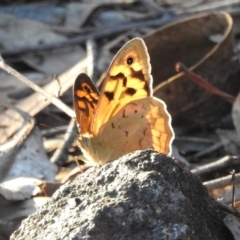 Heteronympha merope (Common Brown Butterfly) at Fadden, ACT - 30 Nov 2018 by YumiCallaway