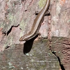 Eulamprus heatwolei (Yellow-bellied Water Skink) at Karabar, NSW - 4 Nov 2018 by LyndalT