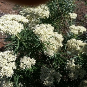 Cassinia longifolia at Majura, ACT - 23 Dec 2018