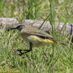 Acanthiza chrysorrhoa (Yellow-rumped Thornbill) at Paddys River, ACT - 18 Dec 2018 by JonSteinbeck