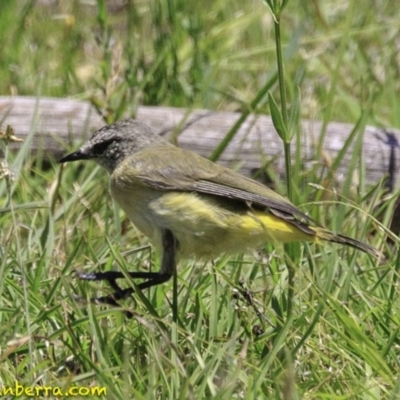 Acanthiza chrysorrhoa (Yellow-rumped Thornbill) at Paddys River, ACT - 18 Dec 2018 by BIrdsinCanberra