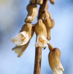 Gastrodia sp. at Tennent, ACT - suppressed