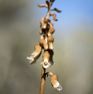 Gastrodia sp. at Tennent, ACT - suppressed