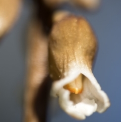 Gastrodia sp. at Tennent, ACT - suppressed