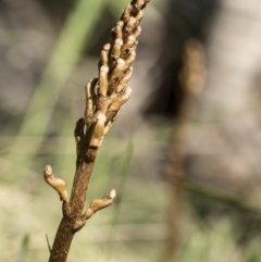 Gastrodia sp. at Tennent, ACT - suppressed