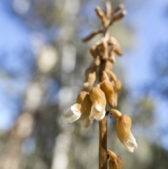 Gastrodia sp. at Tennent, ACT - suppressed