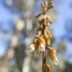 Gastrodia sp. at Tennent, ACT - suppressed