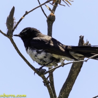 Rhipidura leucophrys (Willie Wagtail) at Paddys River, ACT - 18 Dec 2018 by BIrdsinCanberra