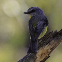 Eopsaltria australis (Eastern Yellow Robin) at Paddys River, ACT - 18 Dec 2018 by JonSteinbeck