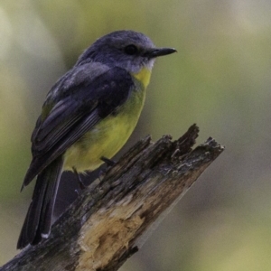 Eopsaltria australis at Paddys River, ACT - 18 Dec 2018