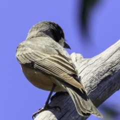 Pachycephala rufiventris (Rufous Whistler) at Paddys River, ACT - 18 Dec 2018 by BIrdsinCanberra