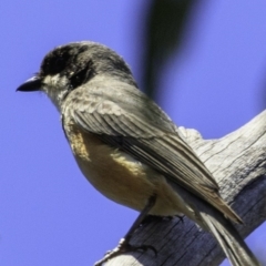 Pachycephala rufiventris at Paddys River, ACT - 18 Dec 2018