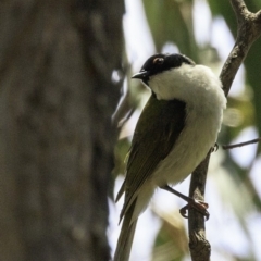 Melithreptus lunatus (White-naped Honeyeater) at Paddys River, ACT - 18 Dec 2018 by JonSteinbeck