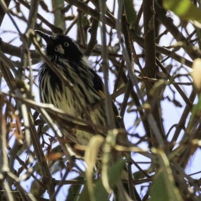 Phylidonyris novaehollandiae (New Holland Honeyeater) at Paddys River, ACT - 18 Dec 2018 by BIrdsinCanberra