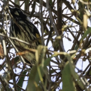 Phylidonyris novaehollandiae at Paddys River, ACT - 18 Dec 2018