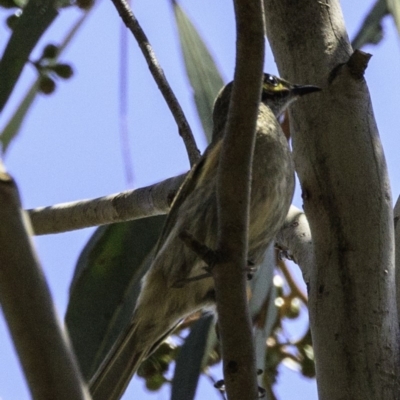 Caligavis chrysops (Yellow-faced Honeyeater) at Paddys River, ACT - 18 Dec 2018 by BIrdsinCanberra