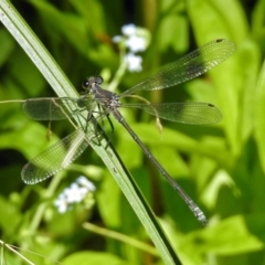 Austroargiolestes icteromelas at Acton, ACT - 24 Dec 2018