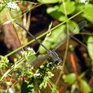 Austroargiolestes icteromelas at Acton, ACT - 24 Dec 2018