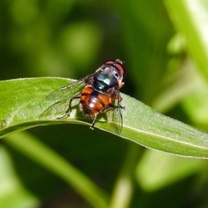 Austalis copiosa at Acton, ACT - 24 Dec 2018