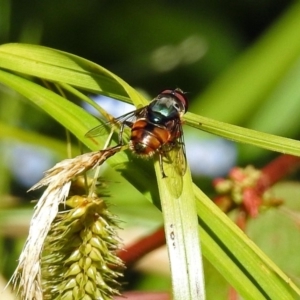 Austalis copiosa at Acton, ACT - 24 Dec 2018