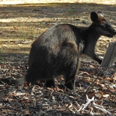 Wallabia bicolor (Swamp Wallaby) at ANBG - 23 Dec 2018 by RodDeb