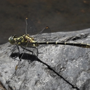 Austrogomphus guerini at Rendezvous Creek, ACT - 24 Dec 2018 01:52 PM