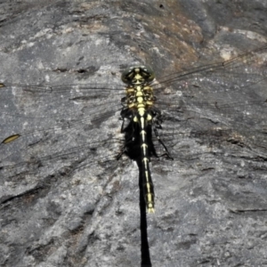 Austrogomphus guerini at Rendezvous Creek, ACT - 24 Dec 2018 01:52 PM