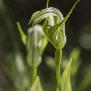 Pterostylis monticola at Tennent, ACT - suppressed