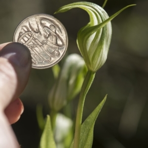 Pterostylis monticola at Tennent, ACT - suppressed