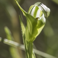 Pterostylis monticola at Tennent, ACT - suppressed