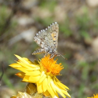 Lucia limbaria (Chequered Copper) at Mount Taylor - 24 Dec 2018 by MatthewFrawley