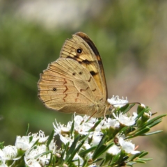 Heteronympha merope (Common Brown Butterfly) at Kambah, ACT - 24 Dec 2018 by MatthewFrawley