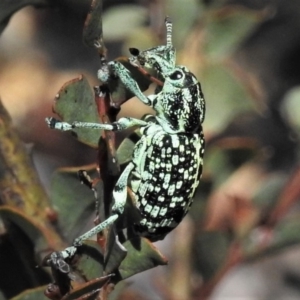 Chrysolopus spectabilis at Booth, ACT - 24 Dec 2018 02:24 PM