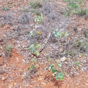 Rutidosis leptorhynchoides at Yarralumla, ACT - 22 Dec 2018