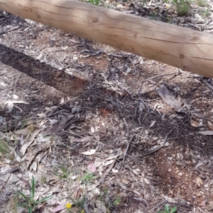 Rutidosis leptorhynchoides at Yarralumla, ACT - 22 Dec 2018